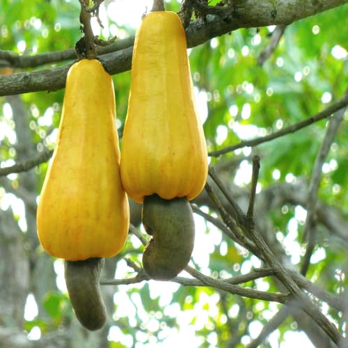 100pcs Cashew nut Fruit Seeds