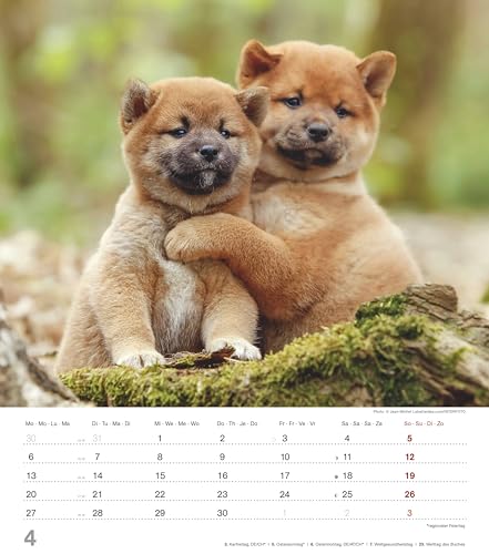 Alpha Edition - Niedliche Hundekinder Kalender 2026 – Wandkalender 30×34 cm mit 12 Welpenmotiven & 4-sprachigem Kalendarium, Tierkalender mit ... Geschenk für Hundefreunde: Dinky Dogs