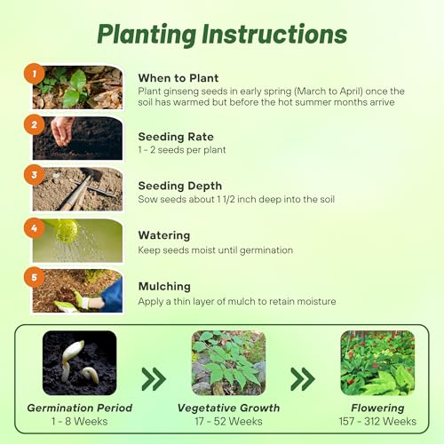 Outsidepride Panax Ginseng Seeds - 20 Pcs. Perennial, Low Maintenance & Shade-Tolerant, Herb Seeds for Planting Slow-Growing White Blooms with Thick, Fleshy Roots for Versatile Uses & Herb Gardens