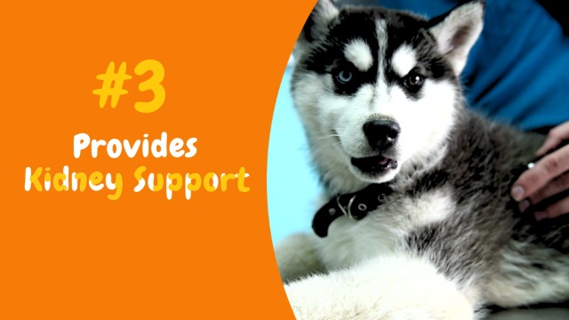Zesty Paws Cranberry for Dogs - UT Incontinence Support + Immune Health Dog Antioxidant - Urinary Tract UTI & Kidney… - Image 8