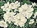 White Anemone - Decorative Ceramic Art Tile - 11