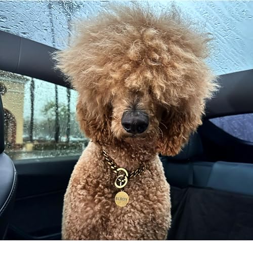 Page de couverture de A Poodle's Perspective