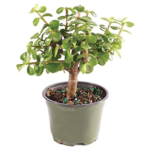 Brussel's Bonsai Live Dwarf Jade Bonsai Tree, Indoor - Small, 3 Y...
