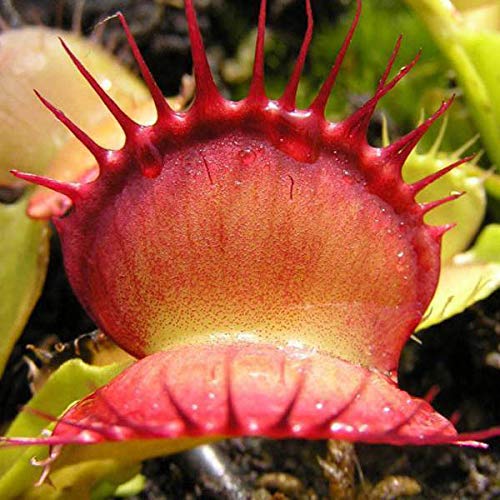 Semi 100Pcs Egrow Catchfly Pianta in Vaso Venus Fly Trap Insettivori pianta