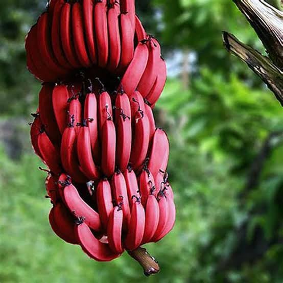 Banana Sweet Red Banana/Red Kela Fruit Tree All Time Hybrid Most Popular Home/Roof Garden Fruit Tree Plants (Pack Of 1) (B0CLK9T437) Amazon Price History, Amazon Price Tracker