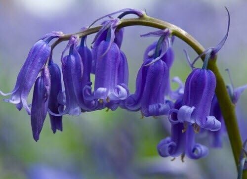 English Bluebells Bulbs