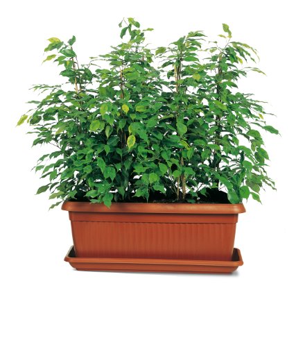 Manna Similcotto: Jardinera  100 cm  color