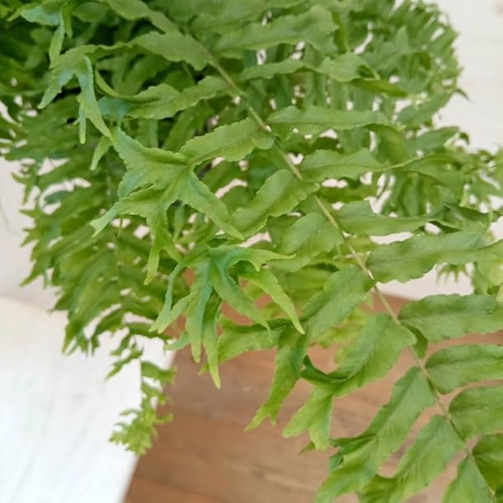 Amazon｜ネフロレピス：ビセラタ（フィッシュテールファーン） 5号吊り