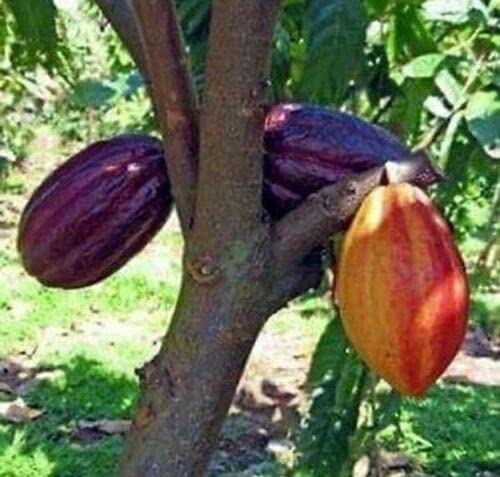 Cocoa Fruit Growing From Tree Chocolate Tree Types Of Chocolate How