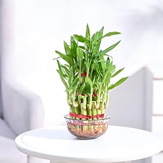 Ugaoo Lucky Bamboo 3 Layer Feng Shui Plant (green color)
