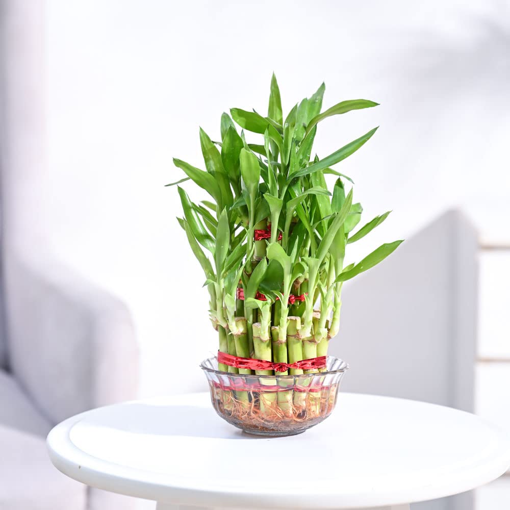 Ugaoo Lucky Bamboo 3 Layer Feng Shui Plant (green color)