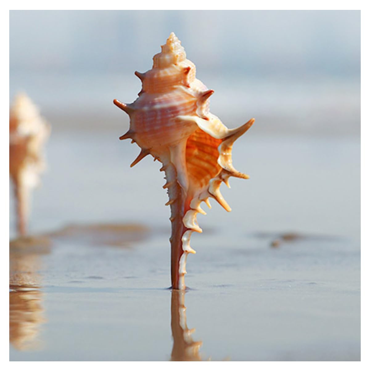 インテリア 大型 貝殻 巻貝 25cm~30cm弱 本物 2つセット Amazon.co.jp: 装飾用の大きな巻き貝、天然の珍しい貝殻10cm。家