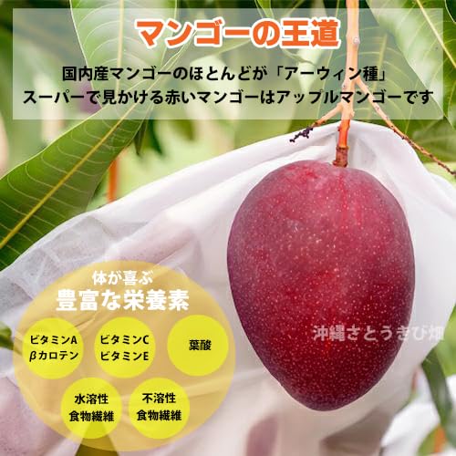 Amazon.co.jp: 複数枝 アップルマンゴー 苗（アーウィン種）接木苗