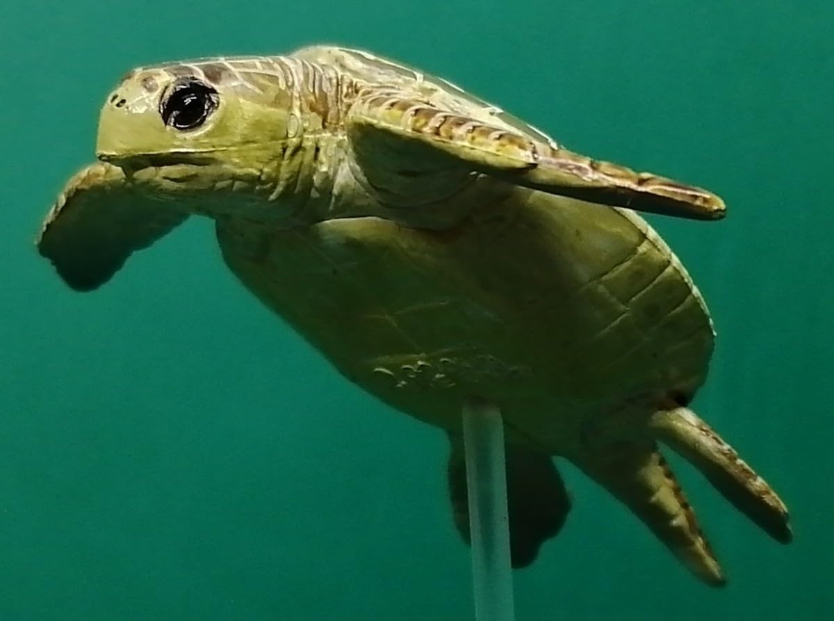 Amazon | ウミガメ 海亀 ヒメウミガメ OLIVE RIDLEY SEA TURTLE シー