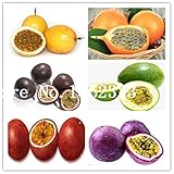 Graines De Fruits De La Passion Multicolores Pour Une Belle Jardin Ensemble De 100 Pièces...