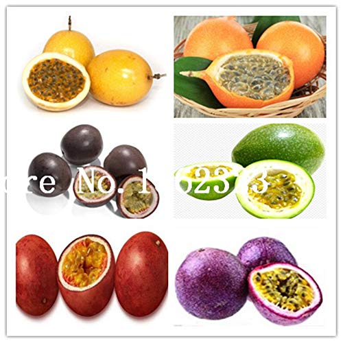 Graines De Fruits De La Passion Multicolores Pour Une Belle Jardin Ensemble De 100 Pièces