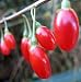 Crimson StarTM Goji Berry - Lycium barbarum - Wolfberry - Super Fruit - 4" Pot