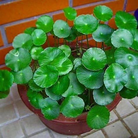 Nasiona Hydrocotyle 30 sztuk świeże