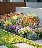 BALDUR Garten 8er Set Winterhartes Gräser-Beet, Pflanzen im 9x9 cm-Topf, filigrane Gräser & Blühstauden, Blickfang von Frühjahr bis Winter, pflegeleicht & winterhart, mehrjährig
