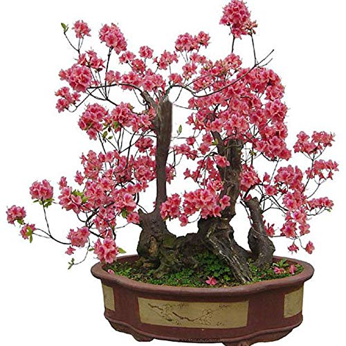 jin bonsai Shimpaku Bonsai Tree 18” Itoigawa Literati Jin/Shari in American Pot