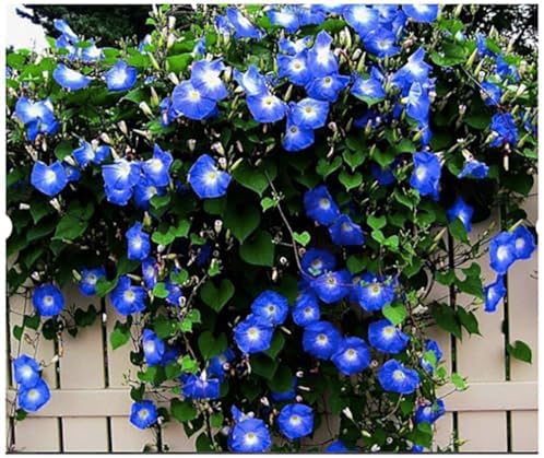 Morning Glory Seeds for Planting - 250 Fresh Seeds - Heavenly Blu...