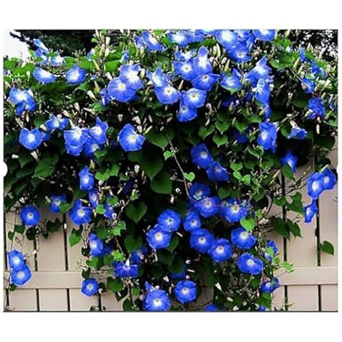 Marde Ross & Company 250 Heavenly Blue Morning Blooming Vine Seeds Cover