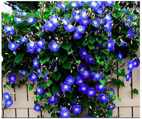 Morning Glory Seeds for Planting - 250 Fresh Seeds - Heavenly Blue Climbing Vine Flower Seed - Attracts Butterflies & Hummingbirds - Fast Growing Ivy - Grown in The USA