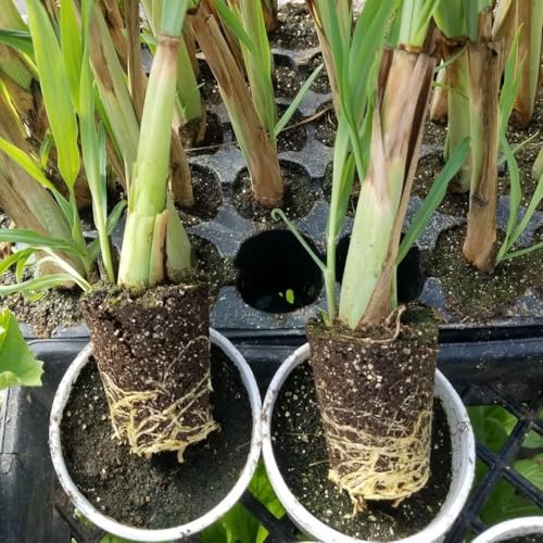 1 Big Lemon Grass Plants for Outside, Lemongrass Plants Live, No Pot, Well Rooted, Trim Back, Fresh Fragrant Lemon Grass Stalks Plants for Outside Live