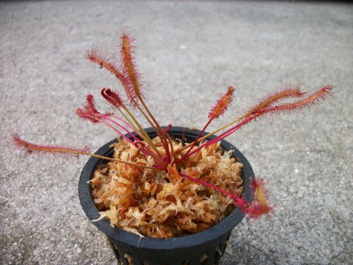 Carnivorous Red Cape Sundew (Drosera Capensis) Plant 3 inch Pot