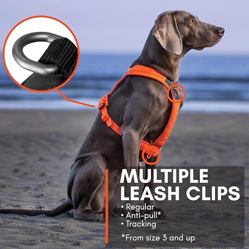 Non-stop dogwear Line Harness 5.0, Gepolstertes Hundegeschirr für kleine, mittlere und große Hunde, gemacht fürs Wandern, Sport und den aktiven Alltag, Größe 6