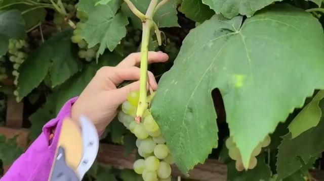 Tijeras de jardín con mecanismo de bloqueo para poda miniatura 7