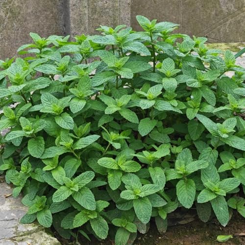semi di menta - decorative perenni resistenti selvatici da giardino per esterni roccioso 250pcs