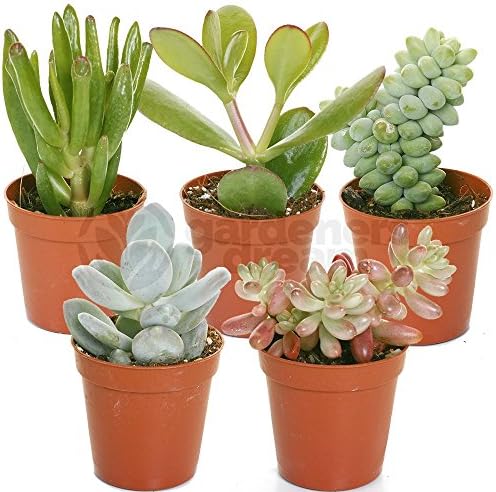 Variedad de Suculentas - 5 Plantas - Casa/Oficina Planta Viva de ...
