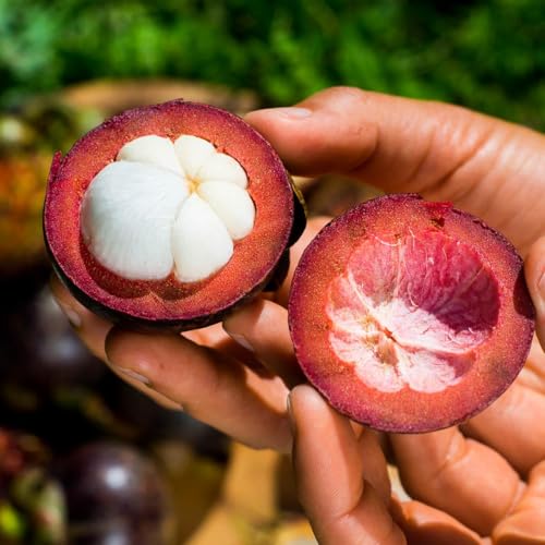 Mangosteen Fruit Tree Live Plant, Seed Grown 8–12 Inch, Garcinia mangostana, Tropical Outdoor Fruit Tree, USDA Zones 10–11