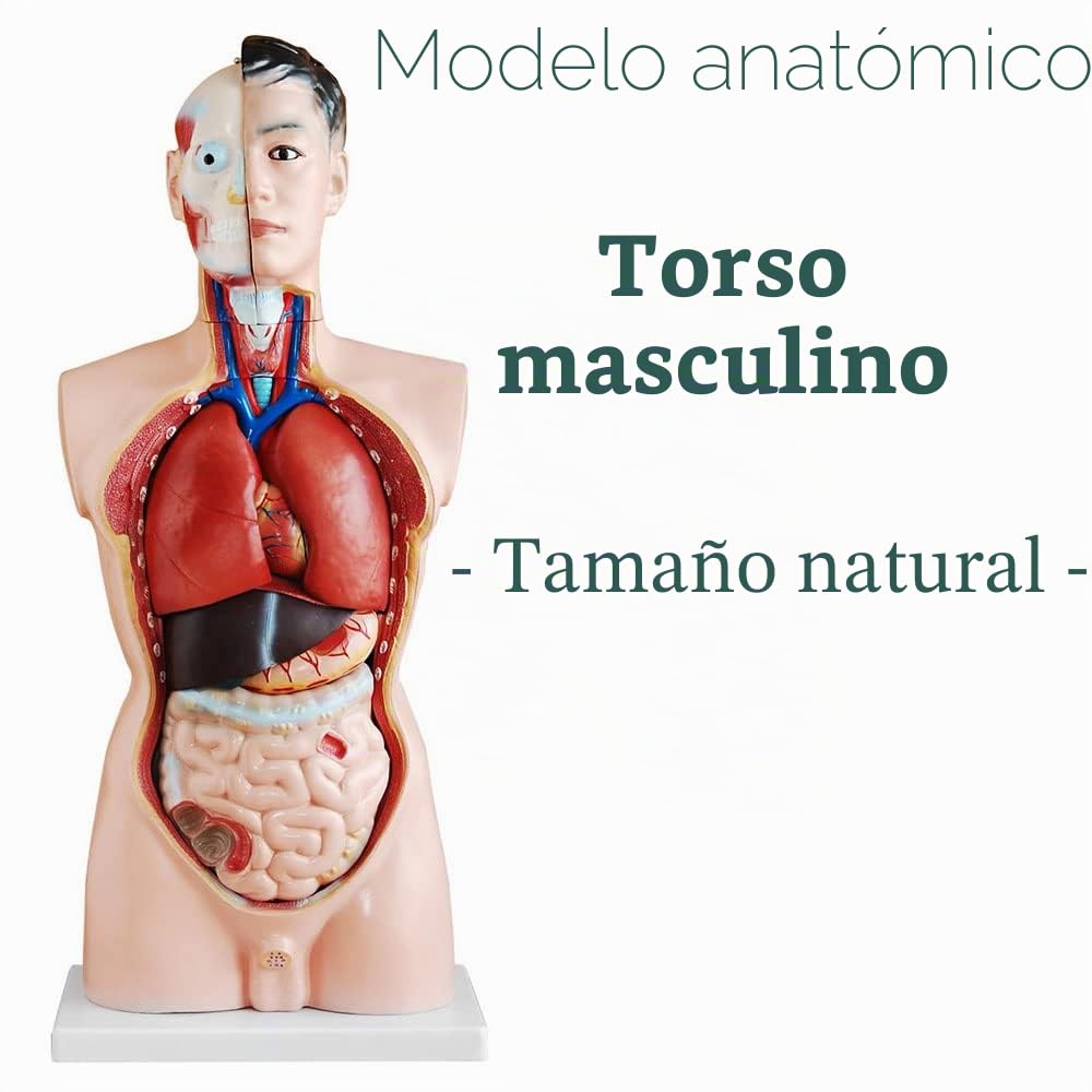 Modelo De Anatomía Cuerpo de Anatomía Torso Muñeca con Órganos 85 cm Cuerpo humano Tamaño Natural 19 Partes medmod