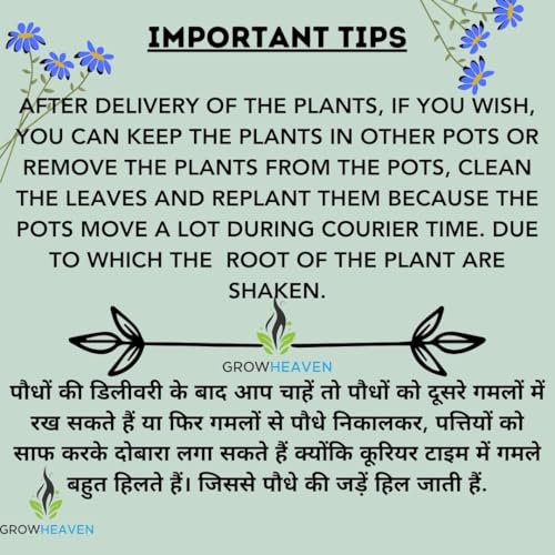 Image of live plants (TULSI PACK OF 2)