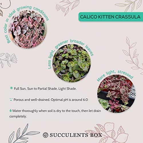 Calico Kitten Crassula (2 Inch) | Live Healthy Unique Pink Trailing Succulents For Home Office Decoration #TOP6