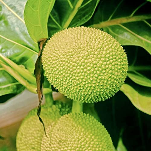 Live Plant - 1 Big Breadfruit (Artocarpus altilis) Tropical Fruit Live Tree 36”-48”