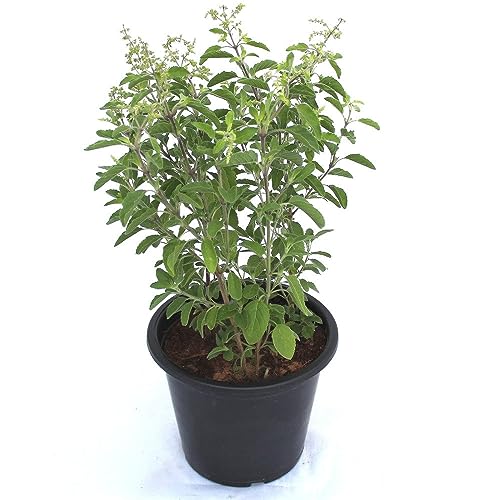 Image of Organic Tulsi Live Plant in Black Plastic Pot Holy Basil Ayurvedic Medicinal Herb Sacred Home Garden Air Purifying Religious Plant