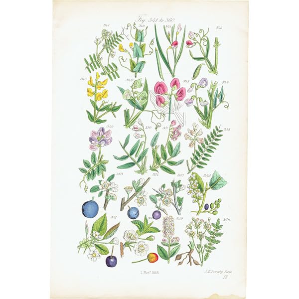 アンティークWILD  FLOWERS  by  John Ｅ. Sowerby Amazon.co.jp: イギリス アンティーク ボタニカルアート植物画