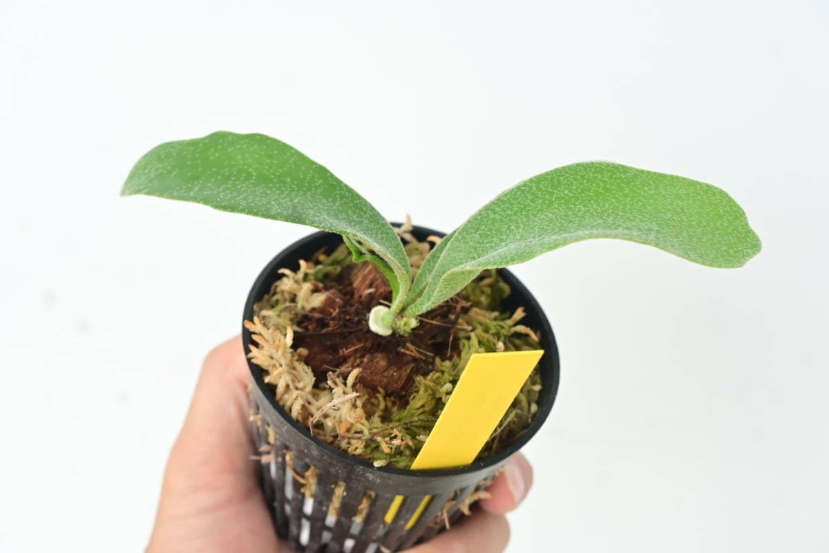 Amazon.co.jp: P.Banna#A④ @bikamori.com バンナ#A ビカクシダ