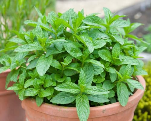 Organic Mint Live Plant in Black Plastic Pot Fresh Pudina Mentha ...