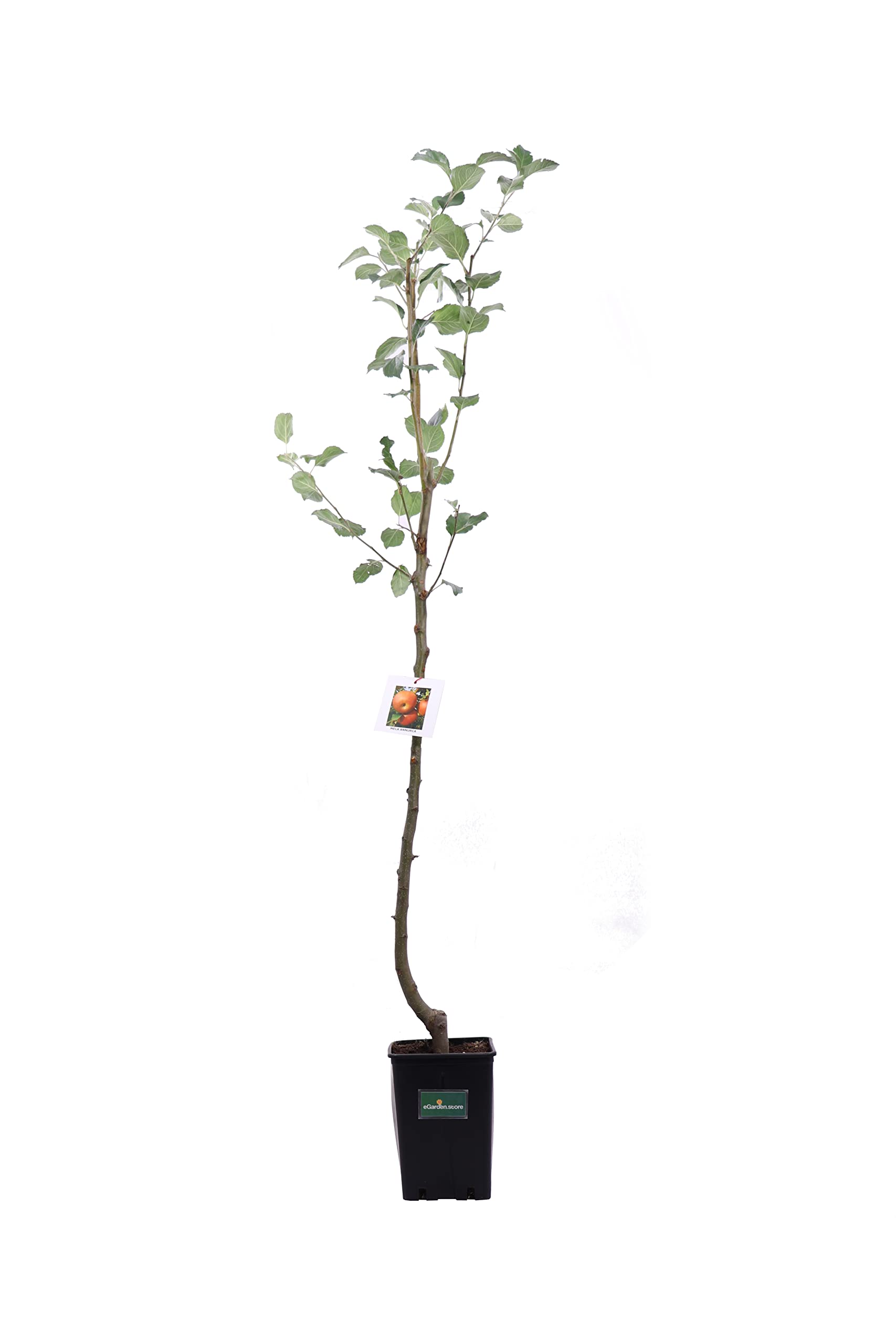 Albero di Melo pianta di melo Età 2 anni già innestato pianta in vaso di mela pianta vera di mela venduta da eGarden.store (Annurca)