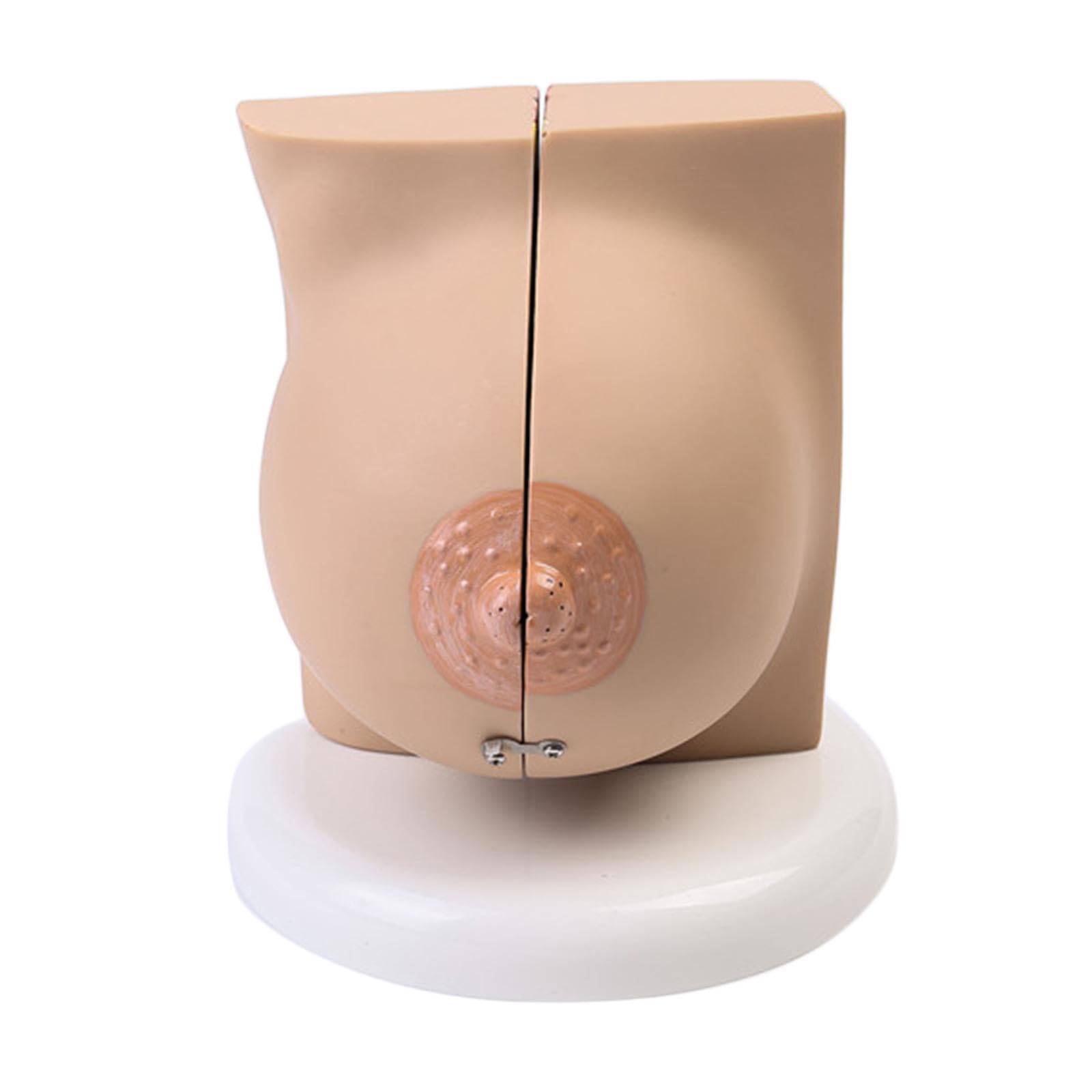 Juego de 3 modelos de lactancia materna para entrenamiento de enfermería, ayuda de enseñanza, accesorios para el aula
