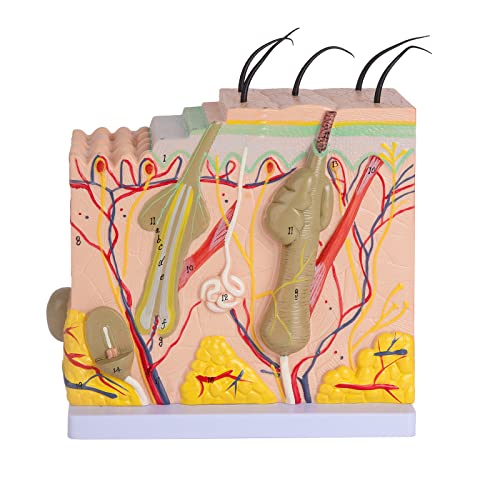 Image of Skin Anatomy Model - Skin Diagram Model Human Anatomy Skin Model Skin Structure 50X Magnification Model with Hair