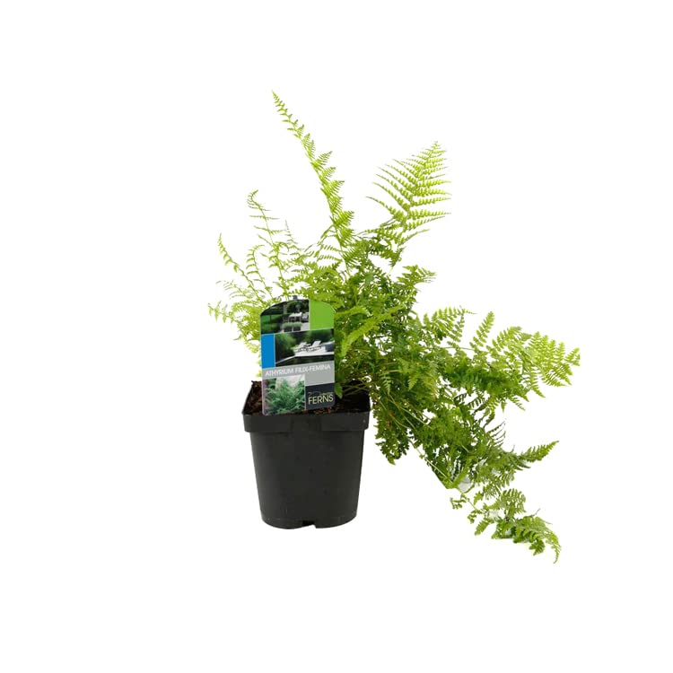 6x Frauenfarn - Athyrium filix-femina - Topf 9x9cm - Eleganter Schattenfarn für Garten
