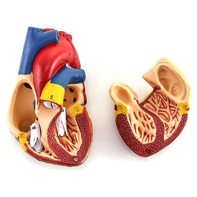 Amazon | 心臓モデル 心臓模型 1:1実物大 心臓解剖モデル 磁気吸着 2