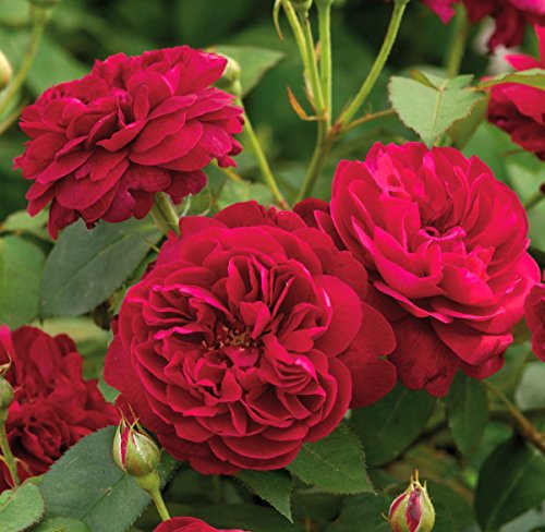 'Darcey Bussell' -R-, Englische Rose (David Austin) A-Qualität Wurzelware Cover