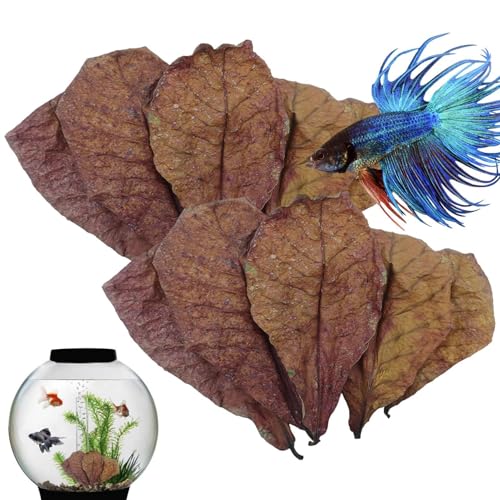 Betta - Betta Fish Hammock Acuario Terminalia truncatula Fish Tank, hoja de almendra para Betta Fish | Purificador de agua PH Balance para acuario, cuenca de tortuga, acuario para Sch