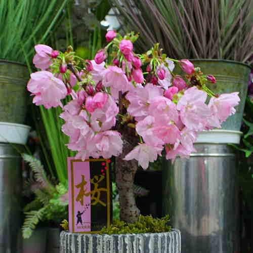 Amazon 桜 サクラ 陶器 鉢植え 室内で春の さくら の花を鑑賞 誕生日プレゼントやお祝い花 ギフト 観葉植物 オンライン通販